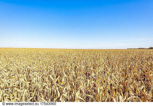 Vast maize field in summer