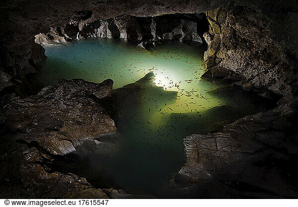 Vast numbers of cave fish inhabit a small deep pool of sulphurous water inside Cueva de Villa Luz in Tabasco  Mexico.; Tabasco State  Mexico.