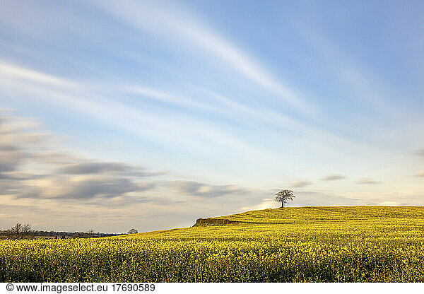 Vast oilseed rape field at summer dusk with single tree in distant background