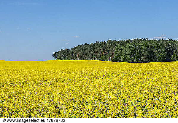 Vast oilseed rape field in spring