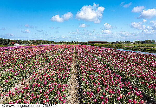 Vast pink tulip field in spring