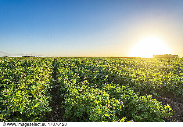 Vast potato field at summer sunset
