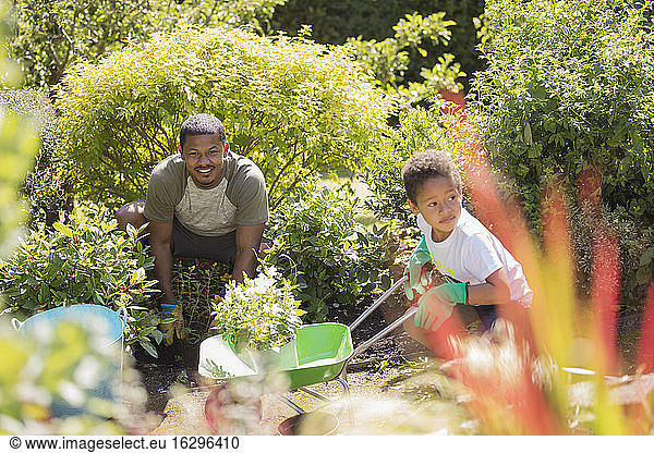Vater und Sohn gärtnern im sonnigen Sommergarten
