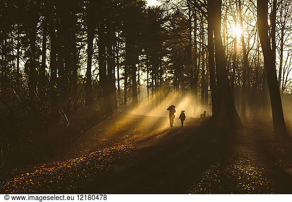 Vater und Sohn gehen im Wald im Gegenlicht spazieren