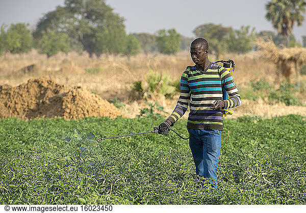 Vegetable field spraying in savanes province  north togo