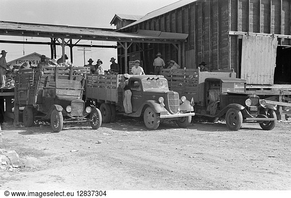VEGETABLE PACKING  1939. A truck loaded with cabbages at a vegetable packing plant in Alamo  Texas. Photograph by Russell Lee  February 1939.