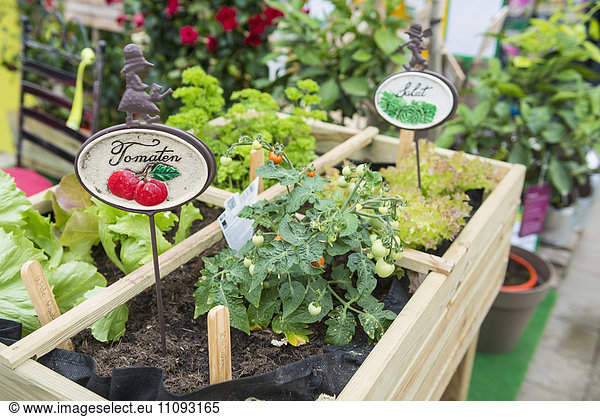 Vegetables growing in greenhouse  Augsburg  Bavaria  Germany