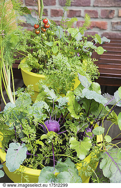 Vegetables growing in recycled plastic plant pots on balcony