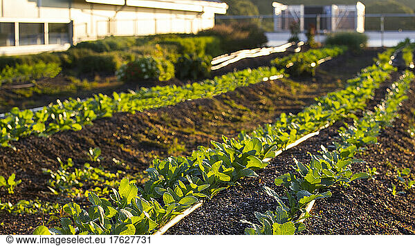 Vegetables growing on an organic farm.