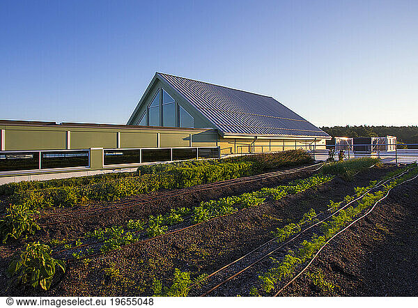 Vegetables growing on an organic farm.