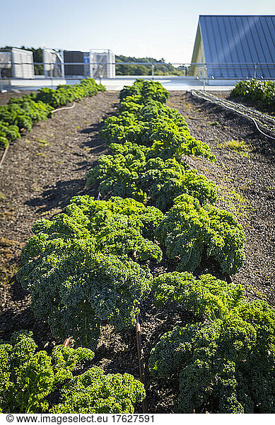 Vegetables growing on an organic farm  close up  kale plants with crinkly leaves.
