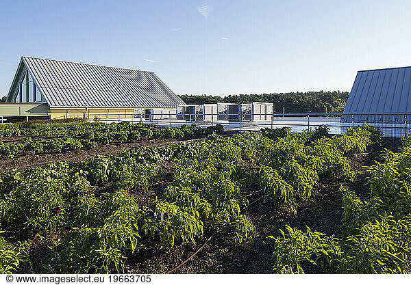 Vegetables growing on an organic farm  close up  kale plants with crinkly leaves.