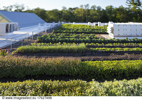 Vegetables growing on an organic farm  elevated view of the commercial organic business and buildings.