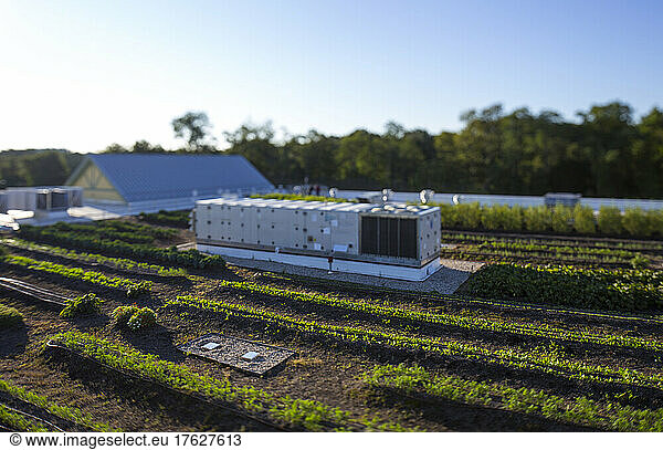 Vegetables growing on an organic farm  elevated view of the commercial organic business and buildings.
