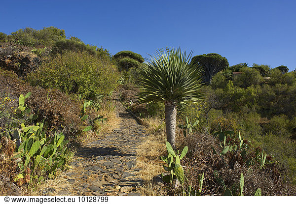 Vegetation an der Nordküste, La Palma, Kanarische Inseln, Spanien, Europa