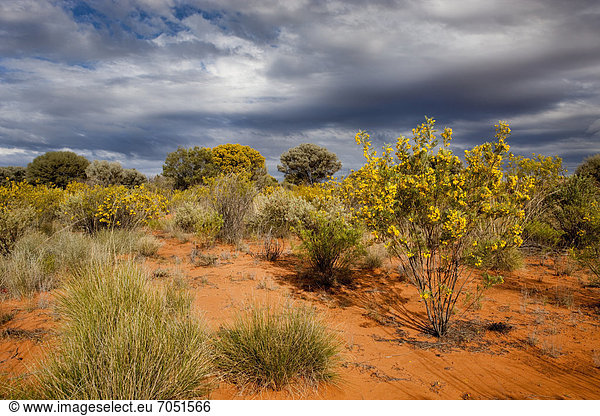 Vegetation im Outback  Northern Territory  Australien