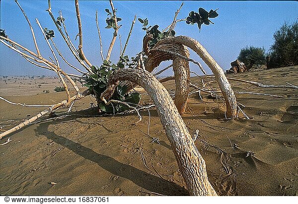 Vegetation in der Wüste Thar und Kameltour  Rajasthan  Indien 2004.