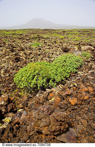 Vegetation inmitten vulkanischen Gesteins  Lanzarote  Kanarische Inseln  Spanien  Europa