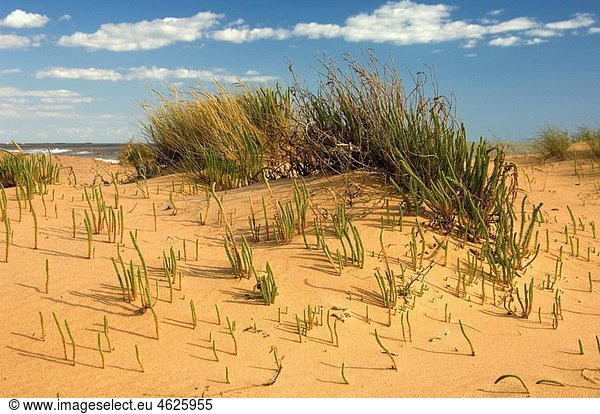 Vegetation of the dunes. Odiel Marshes Natural Park. Huelva. Andalucia. Spain.