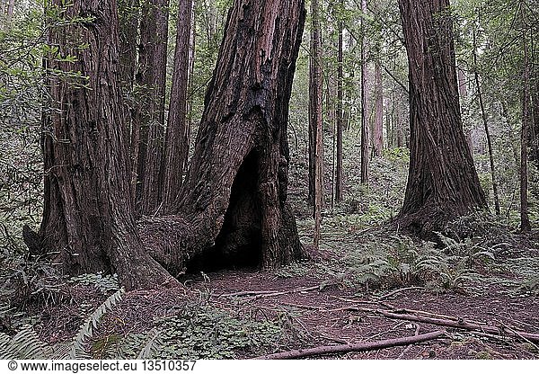 Vegetation und Küstenmammutbäume (Sequoia sempervirens)  Muir Woods National Park  Kalifornien  USA  Nordamerika