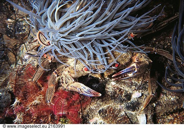 Velvet Crab (Necora Puber). Galicien  Spanien