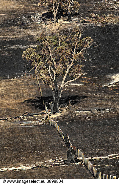 Verbrannte Felder  Zaun und Bäume nach den Black Saturday Buschfeuern  Februar 2009  Victoria  Australien