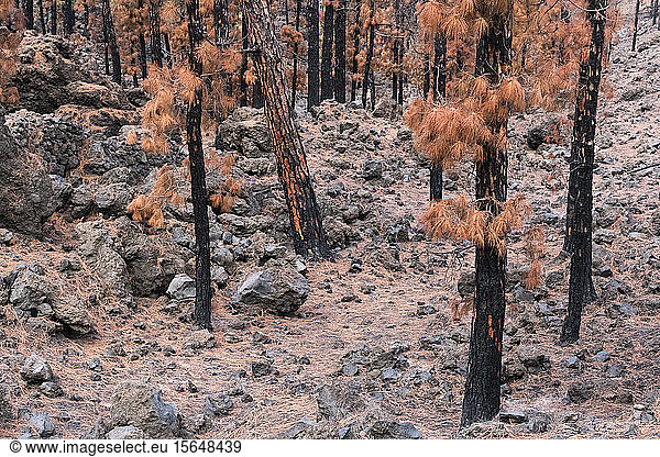 Verbrannte Kanarische Kiefern  Insel La Palma  Kanarische Inseln  Spanien