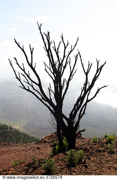 Verbrannte Kiefern im Wandergebiet Teno-Gebirge Teneriffa Kanarische Inseln Spanien Europa