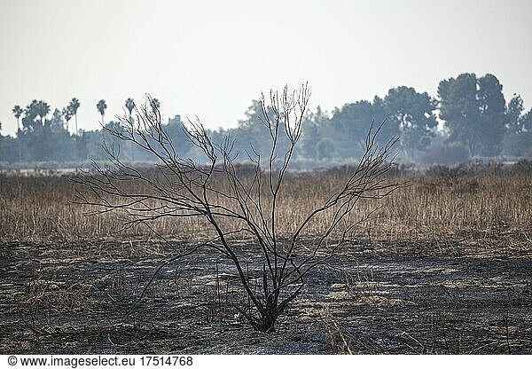Verbrannte Pflanzen und Sträucher nach einem Waldbrand im Jahr 2019 in der Sepulveda Basin Recreation Area  Los Angeles  Kalifornien  USA