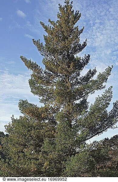 Verdrehte Weißkiefer (Pinus strobus 'Torulosa'). Wird auch verdrehte östliche Weißkiefer genannt.