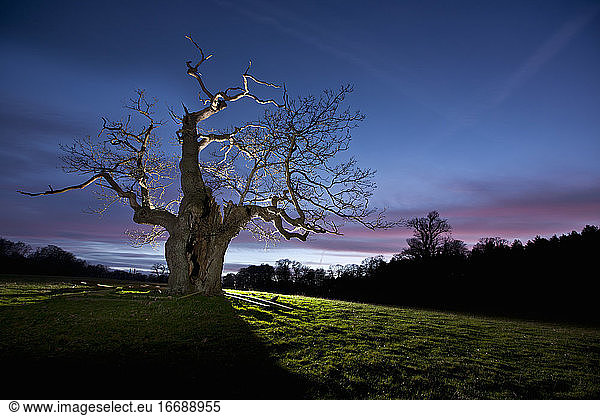 Verdrehter Baum beleuchtet bei Nacht in Surrey / England