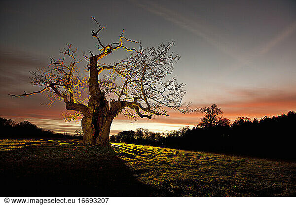 Verdrehter Baum beleuchtet bei Nacht in Surrey / England