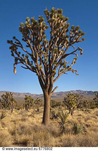 Vereinigte Staaten von Amerika,  USA , Joshua Tree,  Yucca brevifolia , Mojave-Wüste , Kalifornien