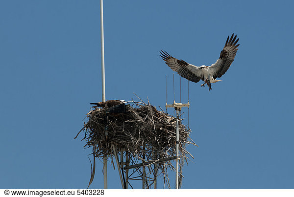 Vereinigte Staaten von Amerika, USA, Fischadler, Pandion haliaetus, Fisch, Pisces, bringen, Schiffsmast, Mast, Everglades Nationalpark, Florida