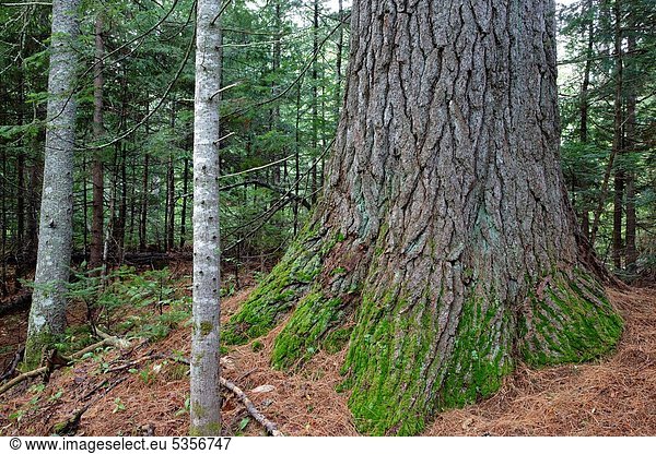 Vereinigte Staaten von Amerika  USA  Anschnitt  Geschwindigkeit  Fluss  reifer Erwachsene  reife Erwachsene  Kiefer  Pinus sylvestris  Kiefern  Föhren  Pinie  Zimmer  Zug  Albany  Hampshire  Inch  neu