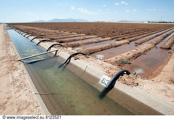Vereinigte Staaten von Amerika  USA  Bauernhof  Hof  Höfe  Feld  Arizona  Bewässerung  Maricopa