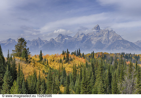 Vereinigte Staaten von Amerika USA Baum Ehrfurcht Herbst Fokus auf den Vordergrund Fokus auf dem Vordergrund Laub Wyoming