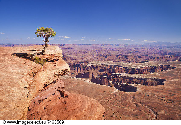 Vereinigte Staaten von Amerika  USA  Baum  Ehrfurcht  Ignoranz  Nordamerika  Canyonlands Nationalpark  Ansicht  zeigen  Island in the Sky  Wacholder  Utah