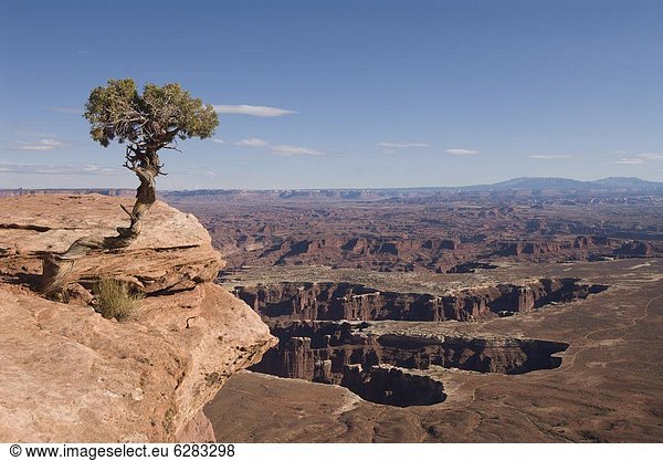 Vereinigte Staaten von Amerika  USA  Baum  Ehrfurcht  Ignoranz  Nordamerika  Canyonlands Nationalpark  Fokus auf den Vordergrund  Fokus auf dem Vordergrund  Ansicht  zeigen  Wacholder  Utah
