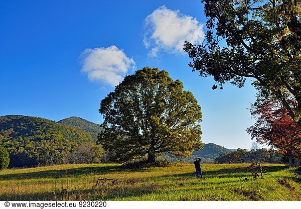 Vereinigte Staaten von Amerika USA Baum Eiche Wiese groß großes großer große großen Gewölbe Tennessee