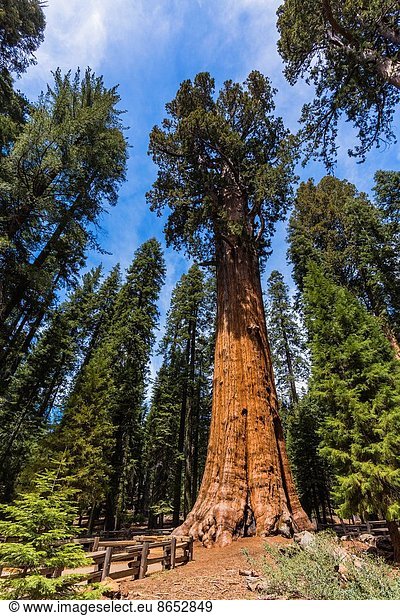 Vereinigte Staaten von Amerika USA Baum Erde Wahrzeichen 1 Baumstamm Stamm Sequoia Kalifornien
