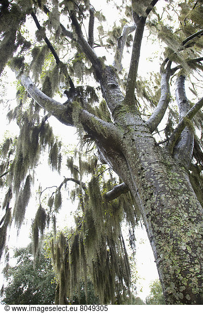 Vereinigte Staaten von Amerika  USA  Baum  hoch  oben  Ansicht  Baumrinde  Rinde  Savannah