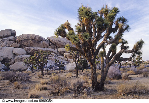 Vereinigte Staaten von Amerika  USA  Baum  Joshua Tree  Yucca brevifolia  Kalifornien