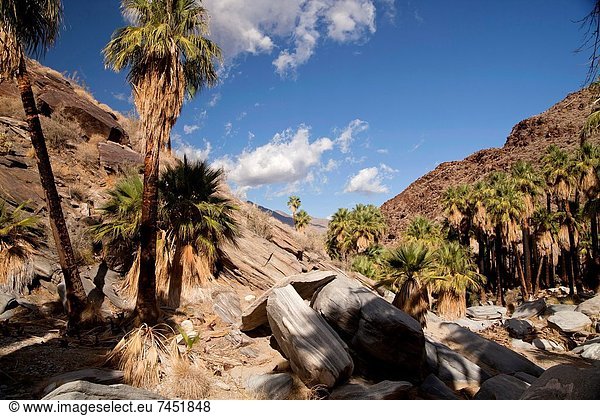 Vereinigte Staaten von Amerika  USA  Baum  Kalifornien  Schlucht  Palm Springs
