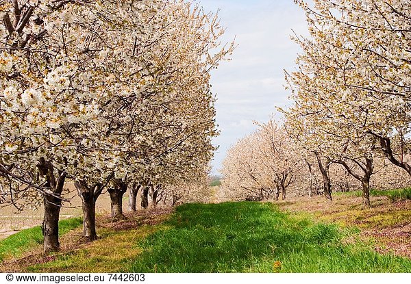Vereinigte Staaten von Amerika  USA  Baum  Kirsche  Zeit  Obstgarten  Michigan