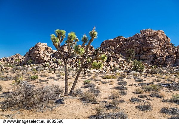 Vereinigte Staaten von Amerika  USA  Baum  Landschaft  Wüste  Joshua Tree  Yucca brevifolia  Yucca rostrata  Kalifornien
