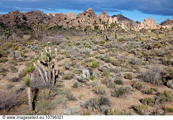 Vereinigte Staaten von Amerika USA Baum Mojave-Wüste Joshua Tree Nationalpark Joshua Tree Yucca brevifolia Yucca rostrata Kalifornien