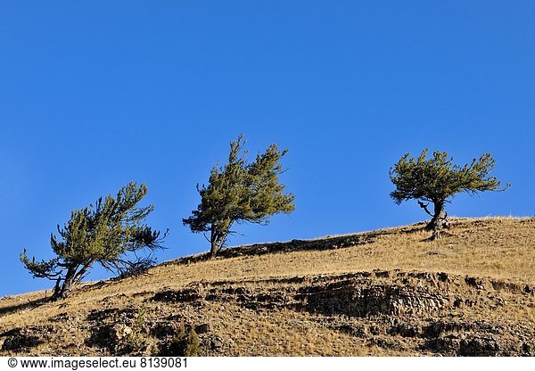 Vereinigte Staaten von Amerika  USA  Baum  Tal  trocken  Wacholder  Wyoming