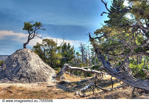 Vereinigte Staaten von Amerika  USA  Baum  Wachstum  hoch  oben  Yellowstone Nationalpark  Erdhügel  Wyoming