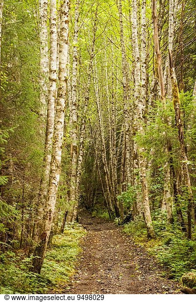 Vereinigte Staaten von Amerika USA Baum Weg Wald Menschenreihe Alaska Erle
